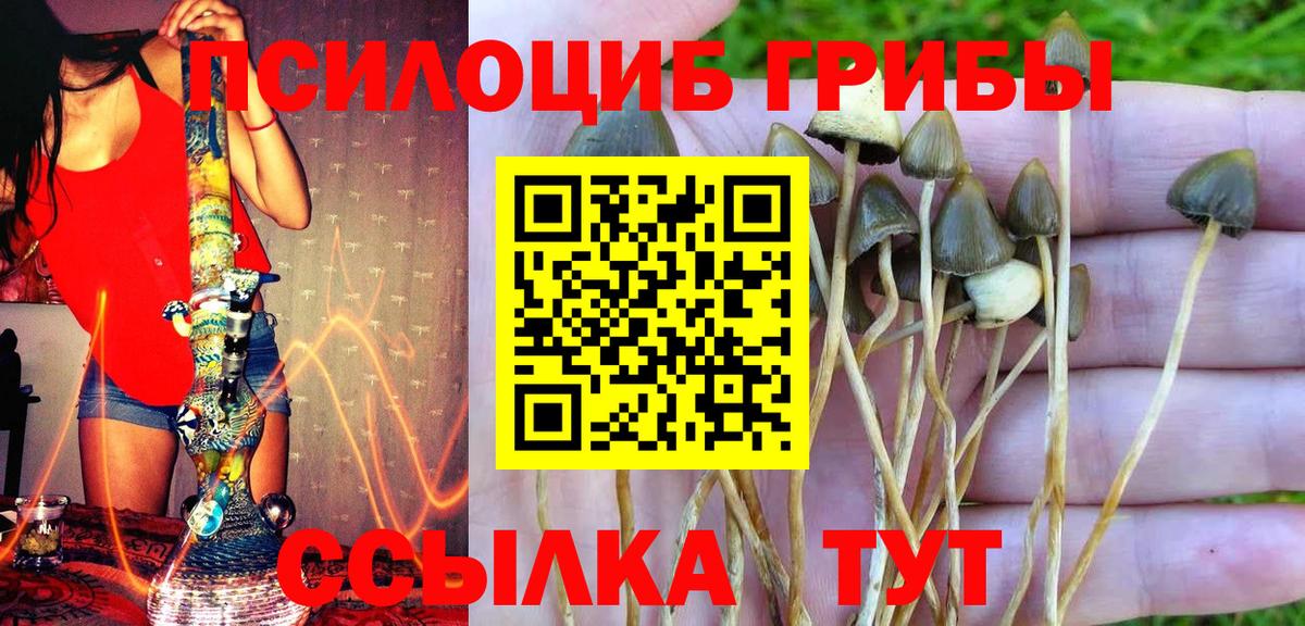 Сосновоборск  Псилоцибиновые грибы Psilocybine cubensis  Вход с VPN  Псилоцибиновые грибы прущие грибы 